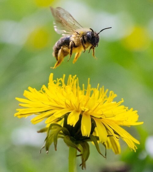 Eine Biene auf einer Löwenzahn-Blüte