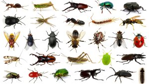 Für den Vortrag "Die chemische Sprache der Insekten" gibt es noch freie Plätze.